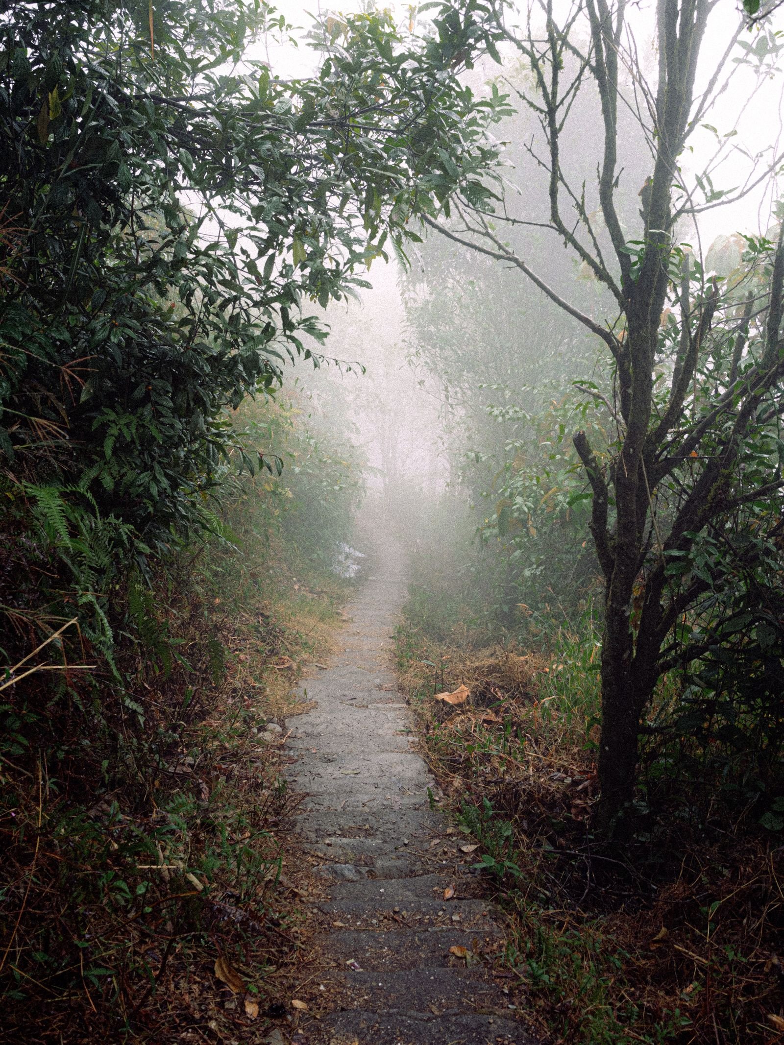 Caminho estreito em meio a uma floresta com neblina densa